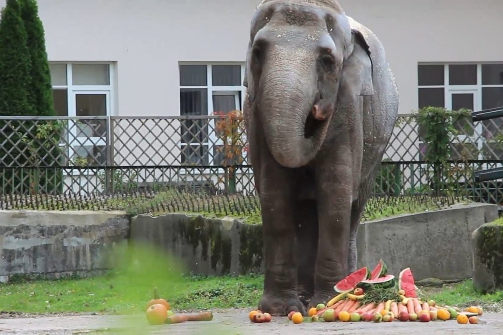 В Калининградском зоопарке слониха отметила 55-й день рождения