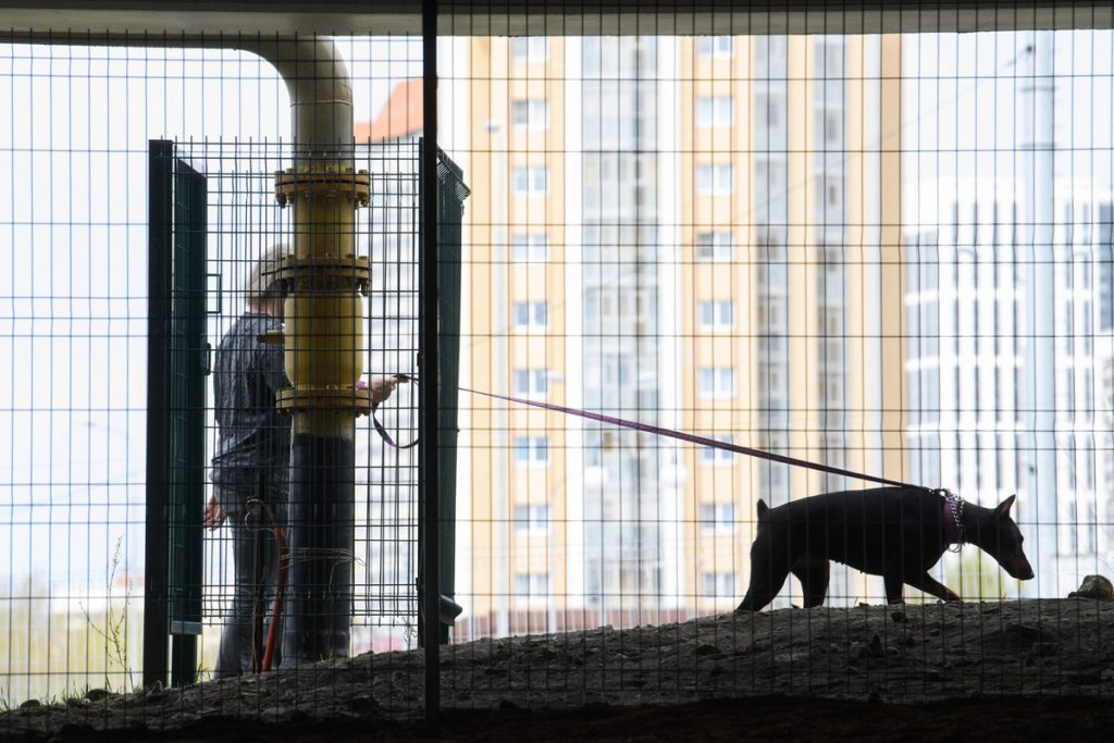 Proposta di divieto per alcune razze di cani in Russia: sicurezza pubblica vs libertà individuale