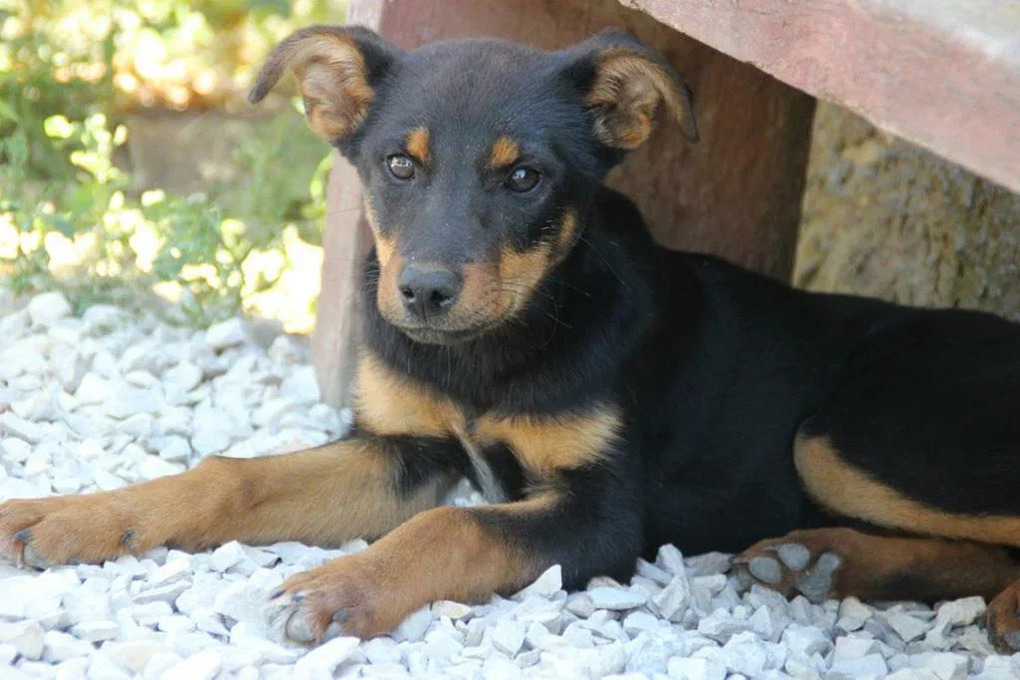 Cani randagi attaccano nuovamente nel complesso residenziale Fontane a Krasnodar: una questione di sicurezza e benessere pubblico