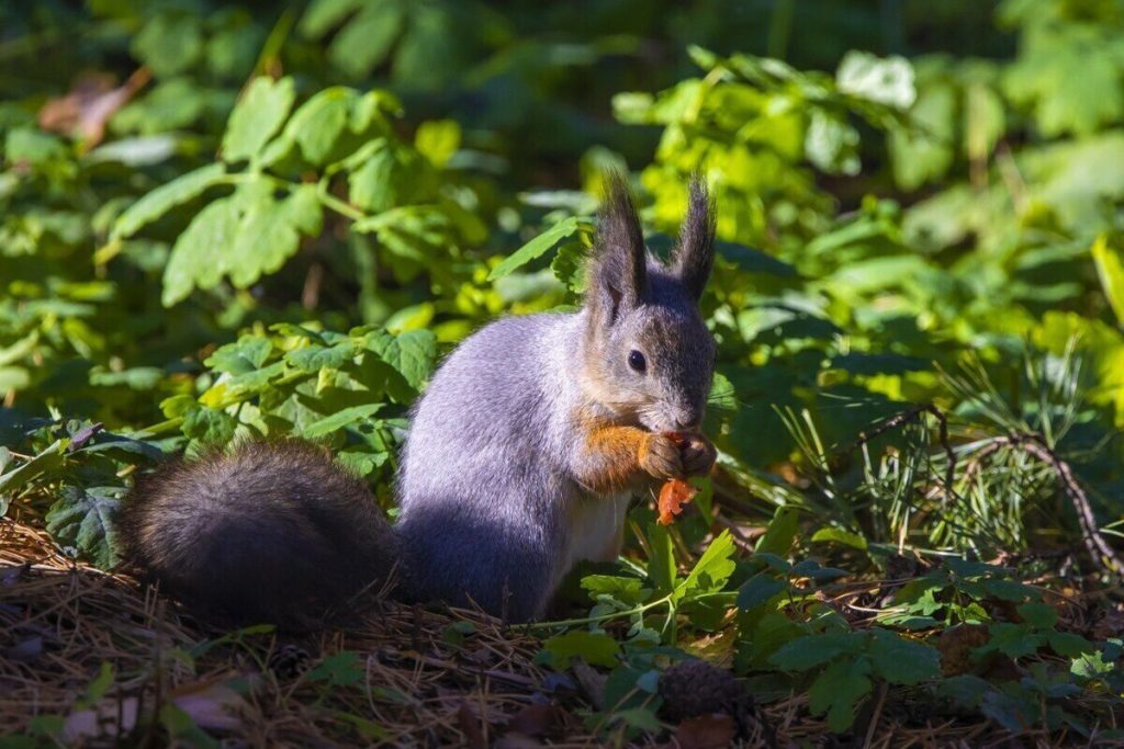 Previsioni meteo per il Sud degli Urali: temperature fino a +9 gradi e precipitazioni leggere previste per giovedì