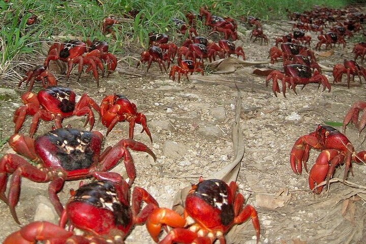 Migrazione dei granchi rossi sull&#039;isola di Natale: uno spettacolo naturale unico in Australia