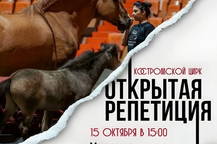 Что там, за кулисами: костромичи смогут побывать в цирке на открытой репетиции