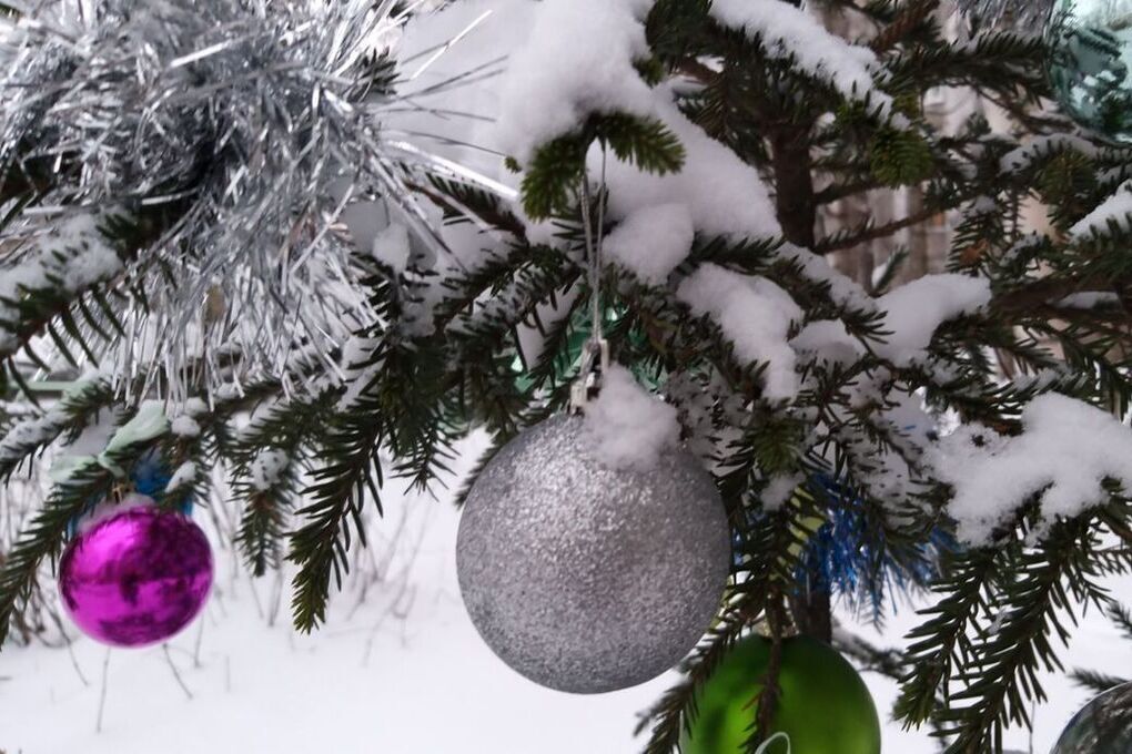 Хвойная стала Родиной новогодней ели