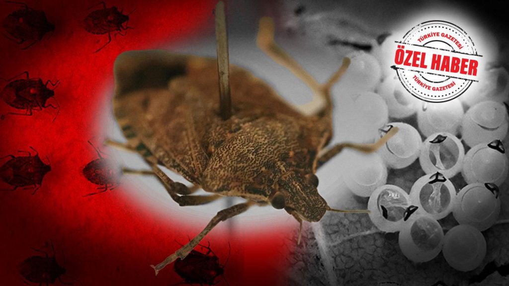 La minaccia del kahverengi kokarca böceği per la produzione di frutta secca in Turchia: cause, conseguenze e soluzioni