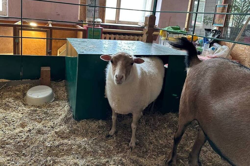 На 250 флаконов бараньей крови уйдет 580 тысяч из бюджета Петербурга