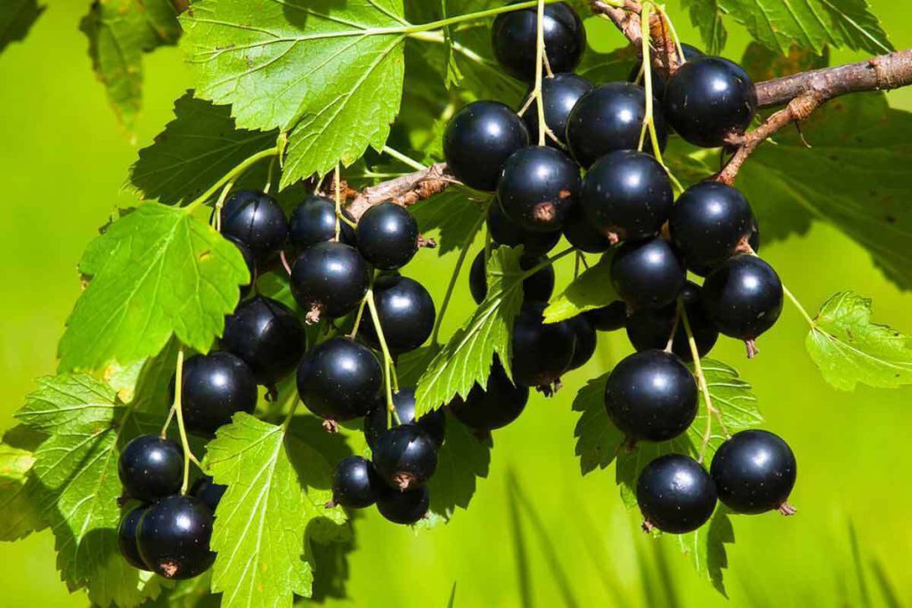 Primo raccolto di ribes nero nella regione di Vladimir: un passo avanti per l&#039;agricoltura locale