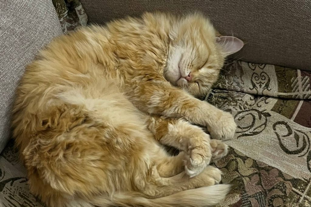 В Ростовской области из-за бешенства у кота ввели карантин