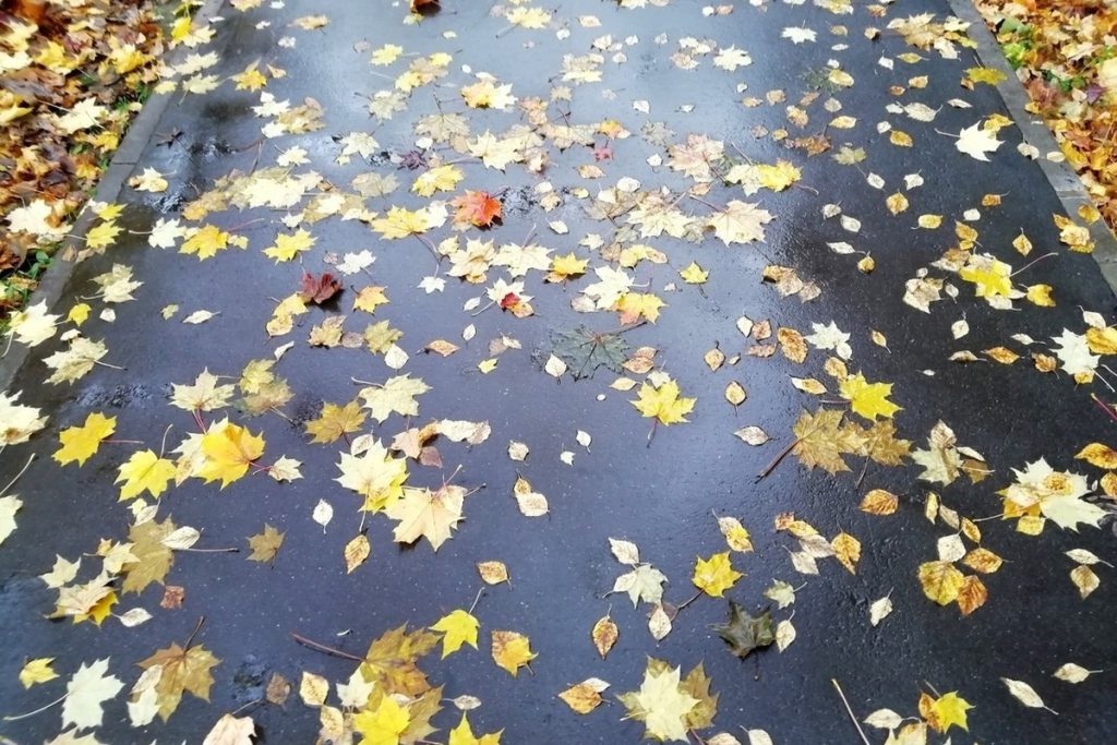 Теплая осенняя погода сохранится в Вологодской области на выходные