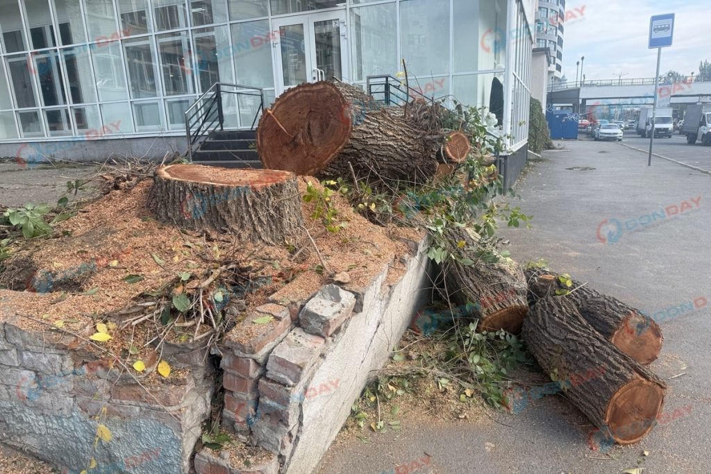 Allarme ambientale a Rostov: la comunità protesta per l&#039;abbattimento degli alberi sulla strada Beregovaya