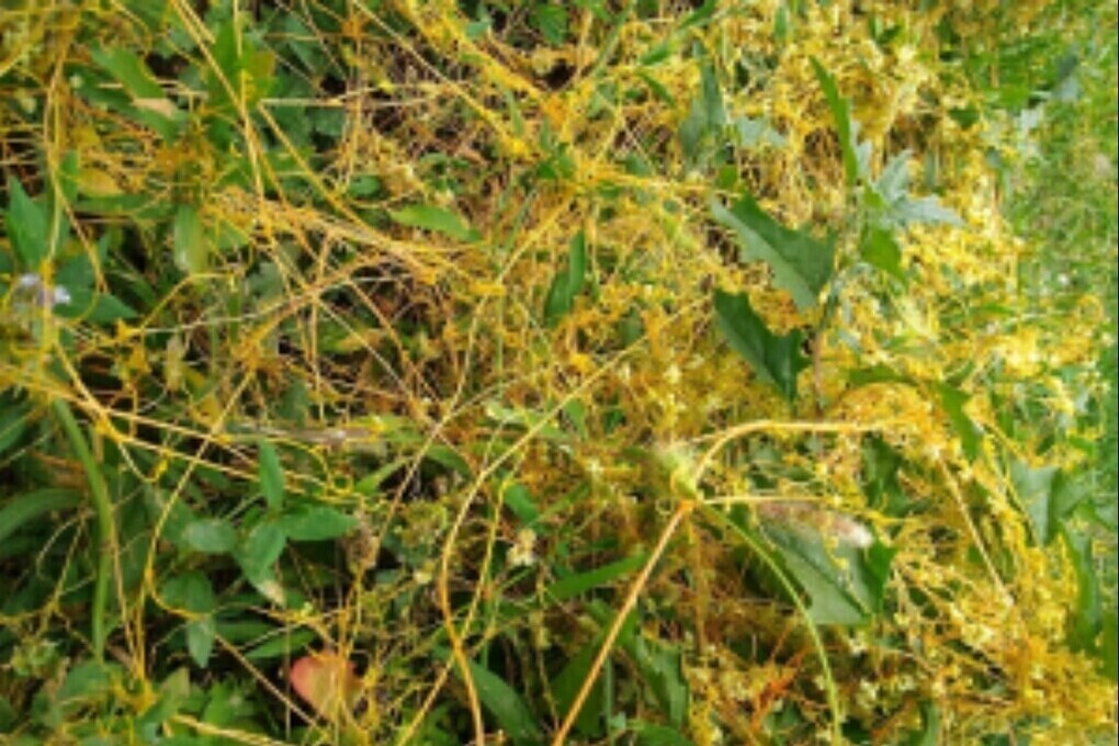 Карантинную фитосанитарную зону по повилике установили в Болховском районе Орловской области