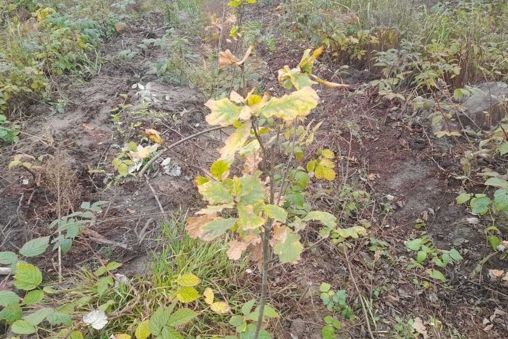 В Курской области завершили этап компенсационного лесовосстановления