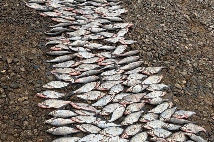 Uomo arrestato per pesca illegale di massa in Russia: quasi 2000 pesci pescati illegalmente nel fiume Mologa