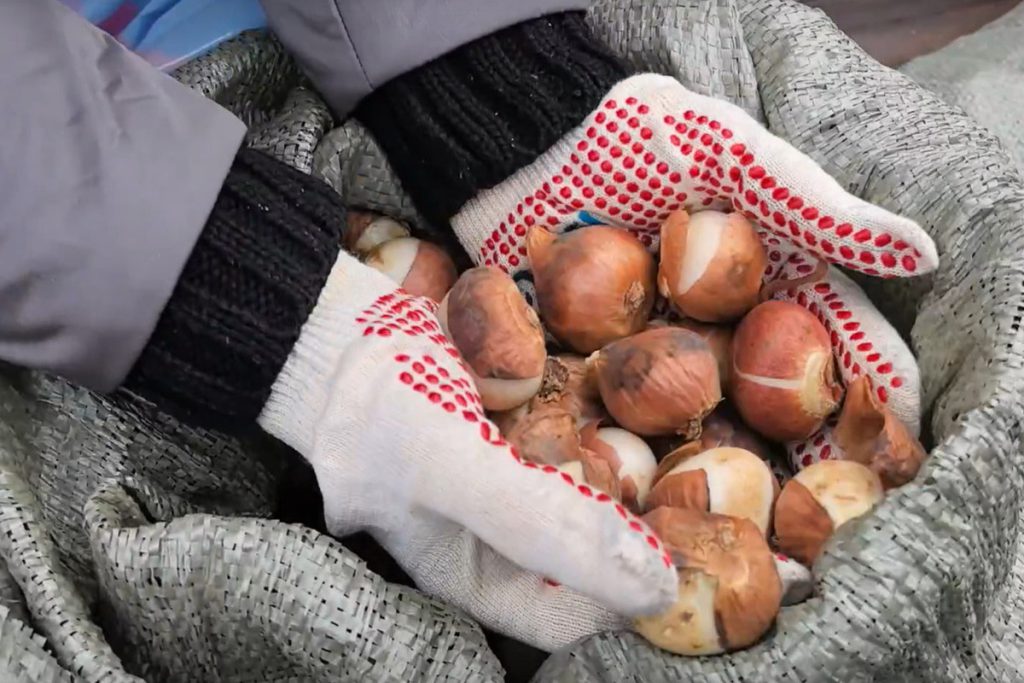 Символ района: волоконовцы отметили Единый день посадки тюльпанов