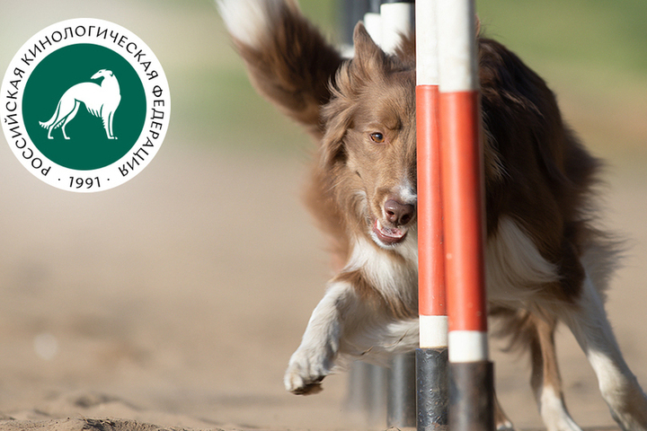 5 правил, как посещать с собакой массовые мероприятия