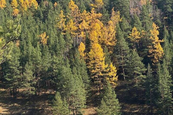 Ricerca di orsi con drone ad Abaza: una nuova frontiera nella conservazione della fauna selvatica