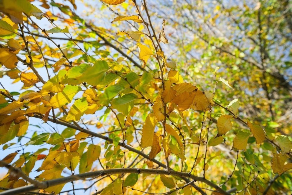 Астраханцам 18 октября обещают до +18 ℃