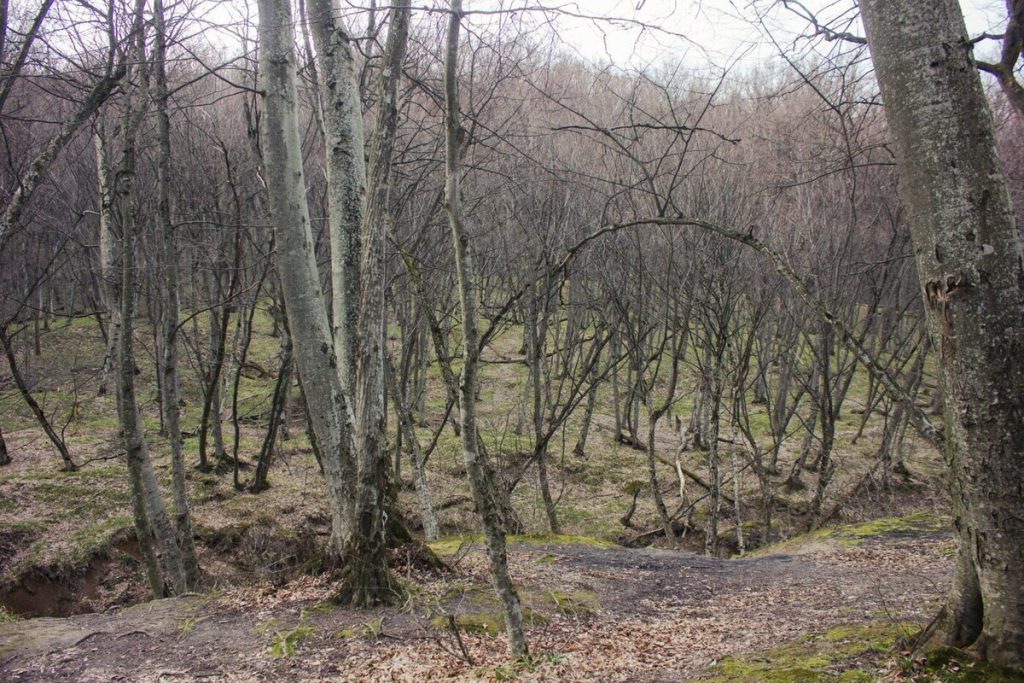 В лесу Выборгского района туристы нашли человеческие останки
