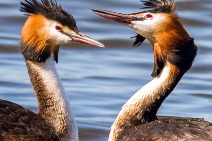 La Grande Poganka in Calmucchia: Importanza e Impatto sull&#039;Ecosistema Locale