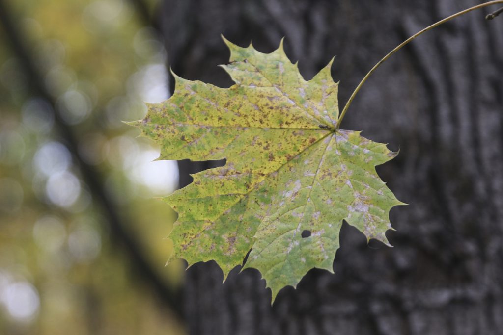 Inondazioni in Spagna: 18 Vittime e Danneggiamenti Estesi nella Regione della Catalogna