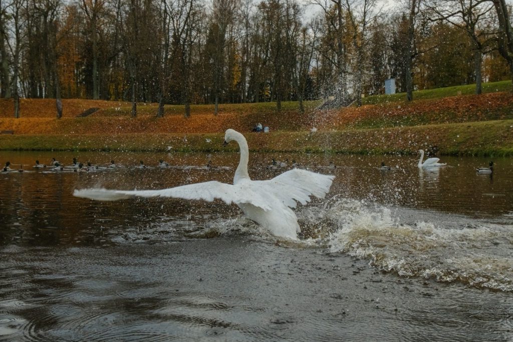 Лебедь из Карпиного пруда в Гатчине снова плавает и радуется жизни