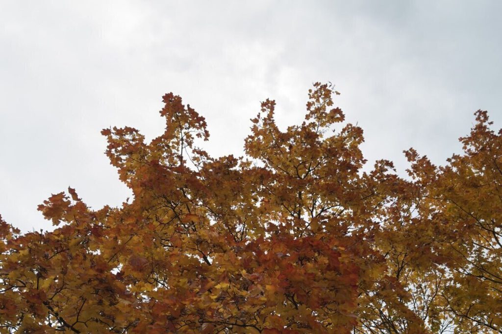 Previsioni Meteo per la Regione di Kaliningrad: Aumento delle Temperature e Possibili Piogge Brevi