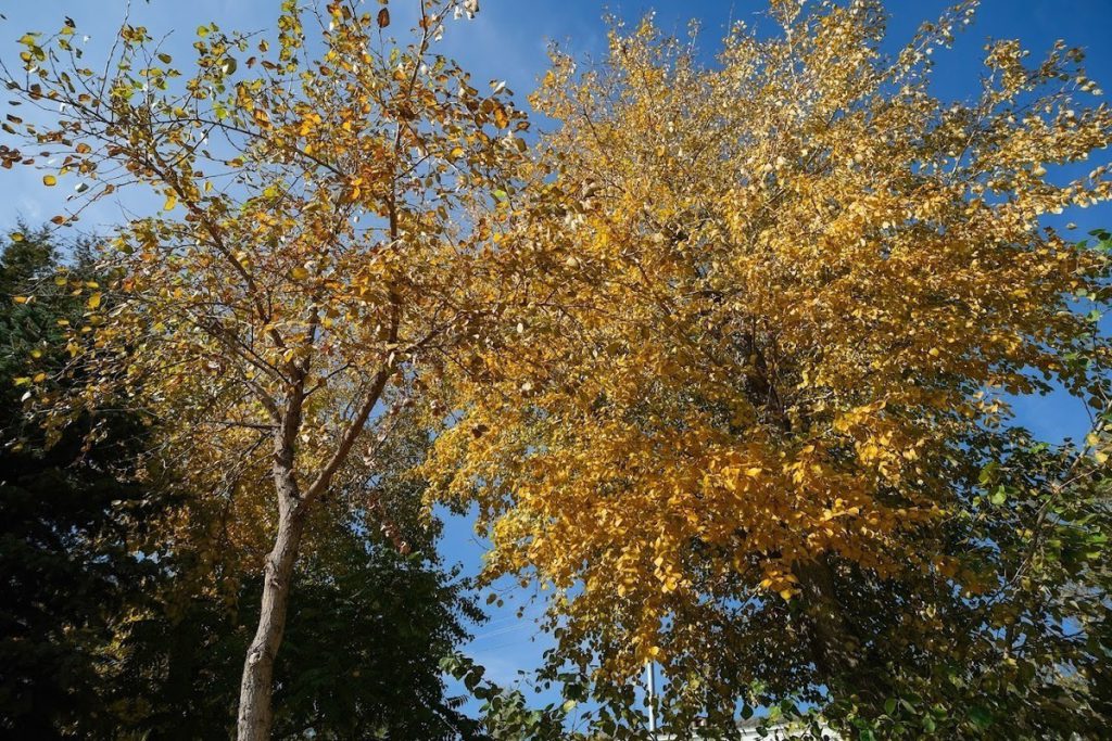 Il 20 Ottobre: Tradizioni e Credenze per Allontanare le Disgrazie