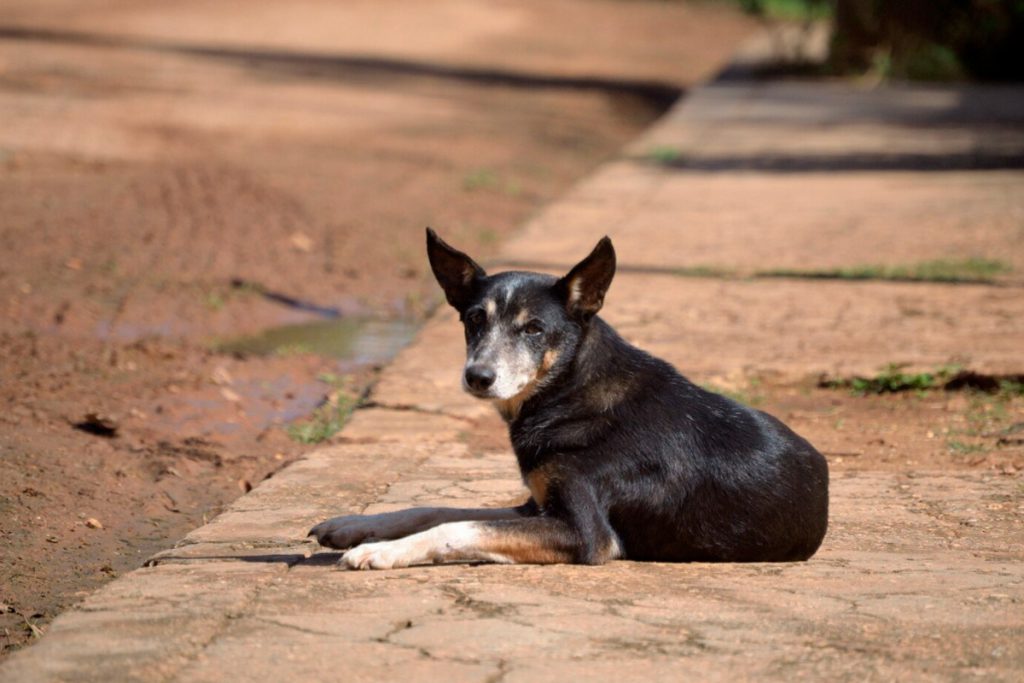 Бездомные собаки продолжают создавать проблемы для липчан