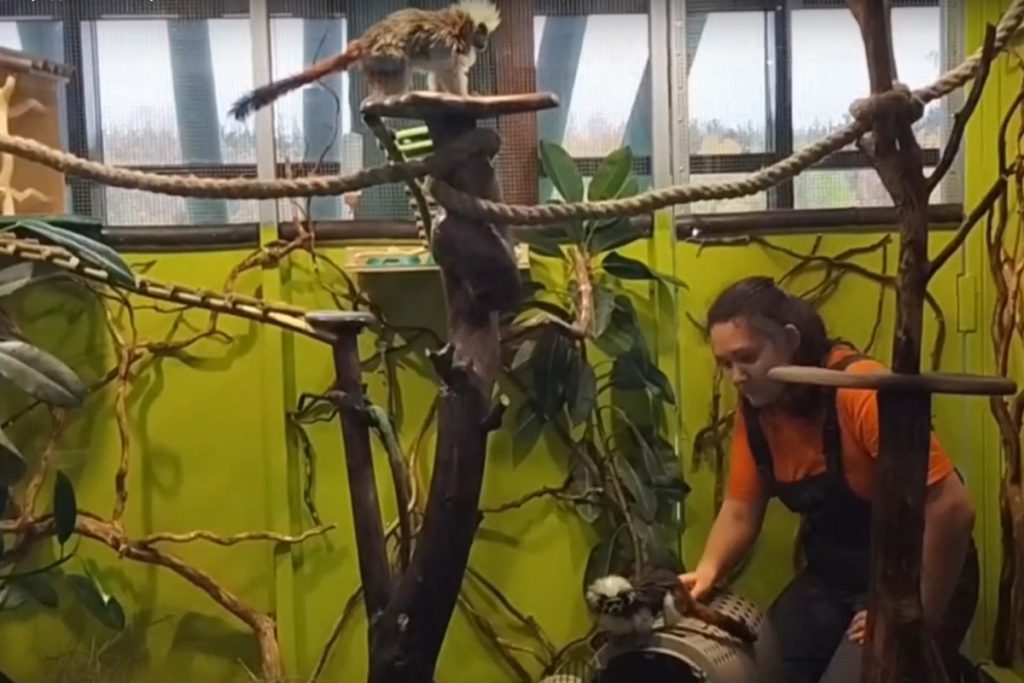 Экзотариум Белгородского зоопарка пополнился новым вольером для тамаринов