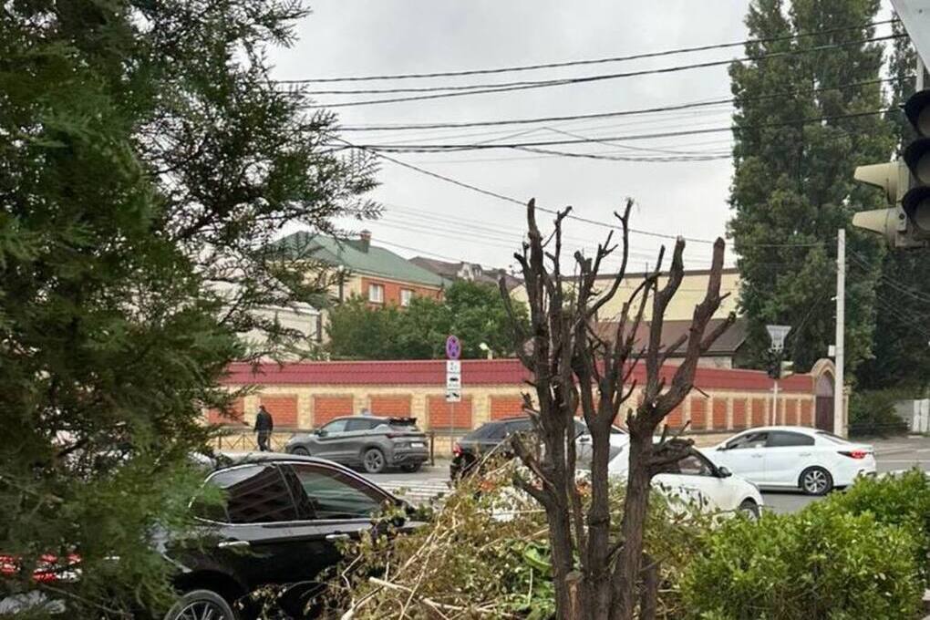 Полиция в Махачкале разбирается в несанкционированной обрезке дерева