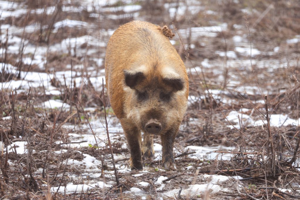 Ученые создали свиней с устойчивостью к классической чуме