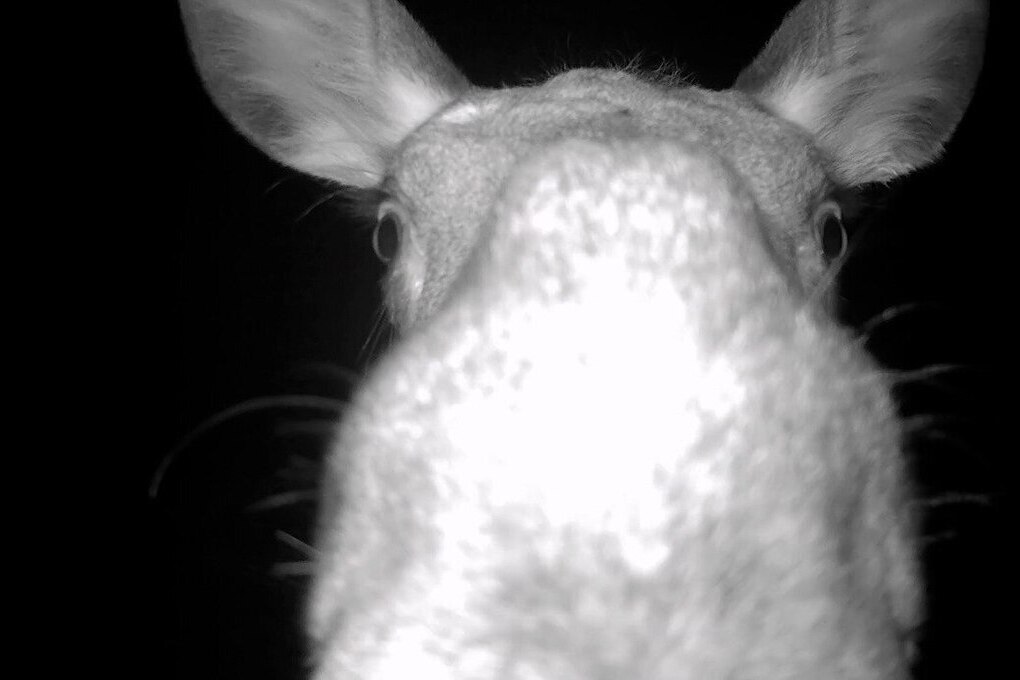 Una losa curiosa sfida la telecamera a San Pietroburgo
