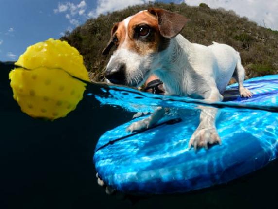 I giocattoli sono come una droga per alcuni cani. Senza vanno in astinenza. Come evitare situazioni patologiche