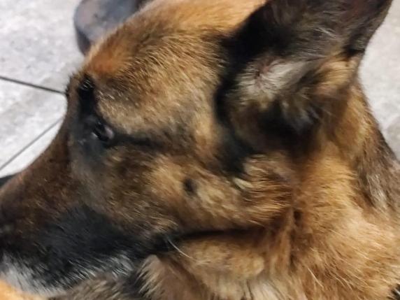 In sella alla bici trascina il cane con una catena al collo per sei chilometri