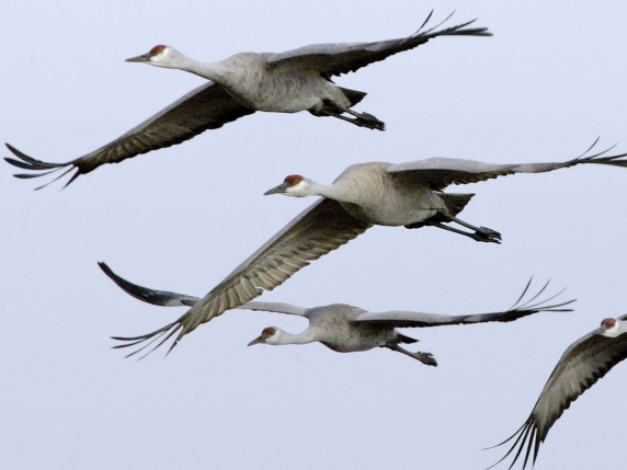Germania, il caso delle gru che cadono dal cielo: «Colpite dall&#039;aviaria, più di mille già raccolte. E il virus passa agli allevamenti»