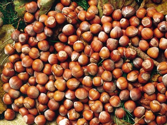 Ferrero, stop all’acquisto di nocciole turche dopo il raddoppio dei prezzi