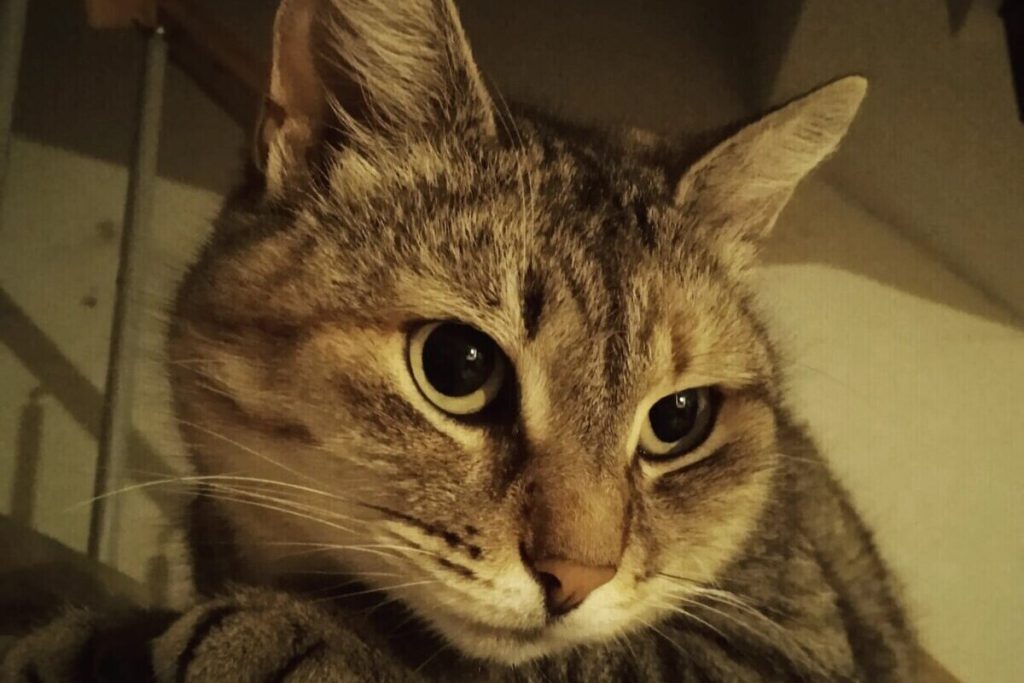 В подмосковном городе подростки подожгли кота