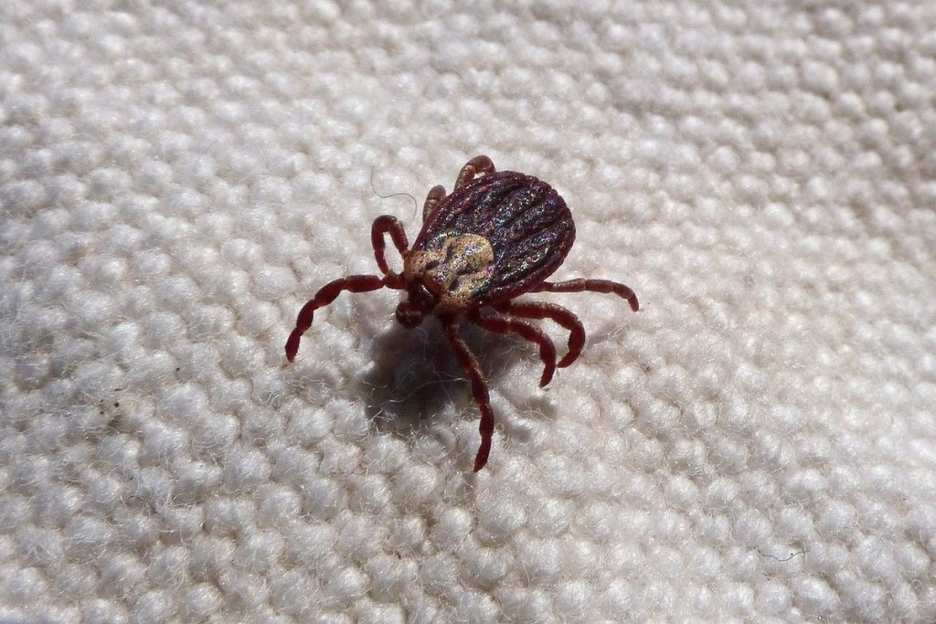 Число пострадавших от клещей в Марий Эл достигло 1967