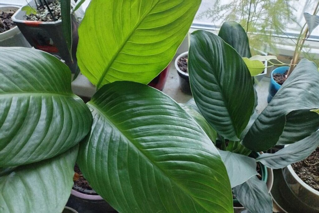 Директор Калининградского музея янтаря рассказал о попытках ограбления