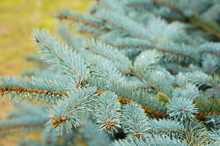 Tambov si rinnova: un allestimento di 16 abeti blu per la piazza della stazione