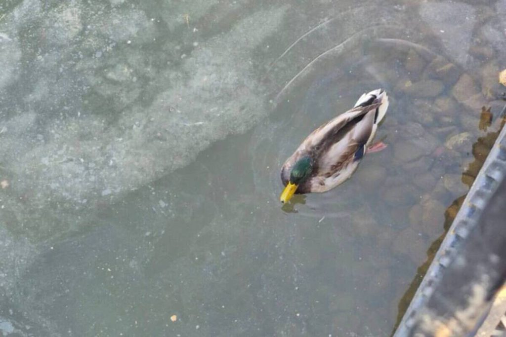 Ноябряне переживают за не улетевшую на юг уточку со сломанной лапкой