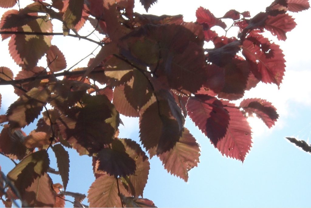 Синоптики пообещали ленинградцам 18 октября гололедицу и до +8 градусов