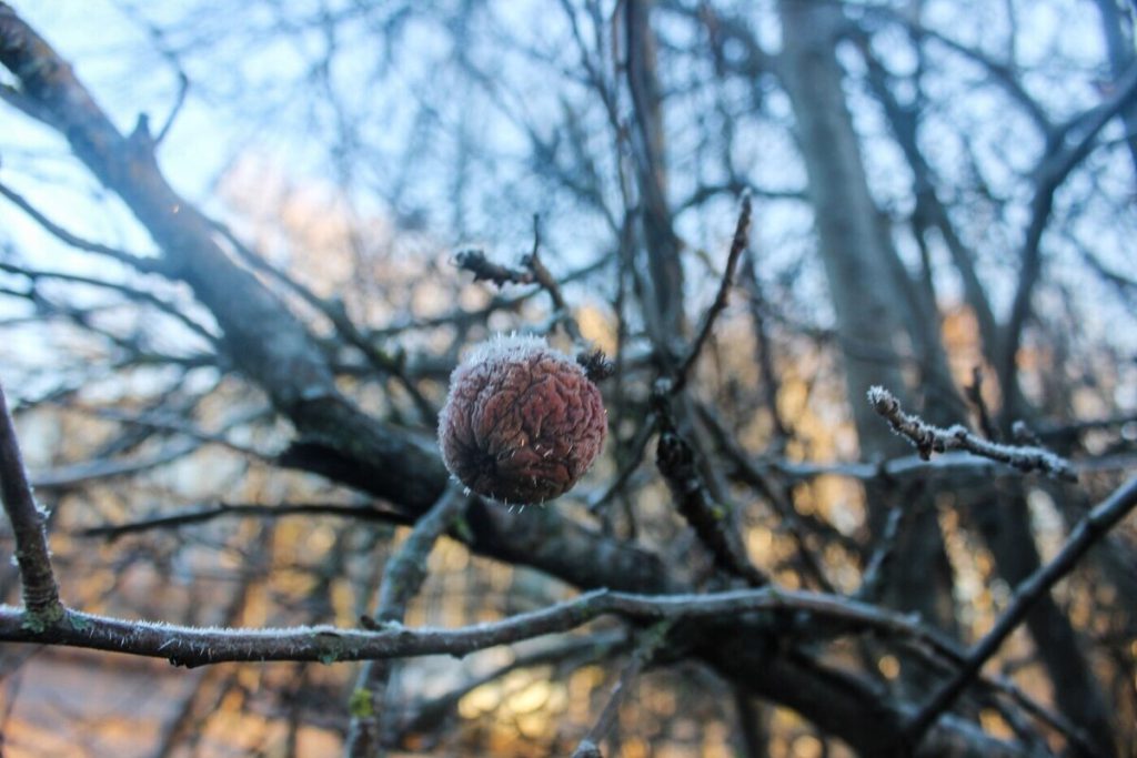 Петербург подготовил около 1700 единиц техники к борьбе с заморозками