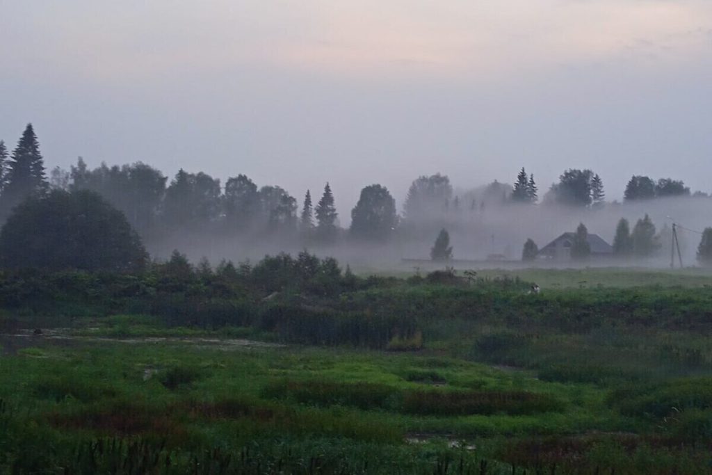 Бездомные псы разорвали школьника в российском городе