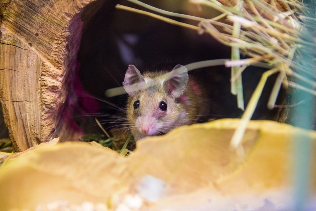 Тульский Роспотребнадзор возбудил дело против УК из-за нашествия грызунов