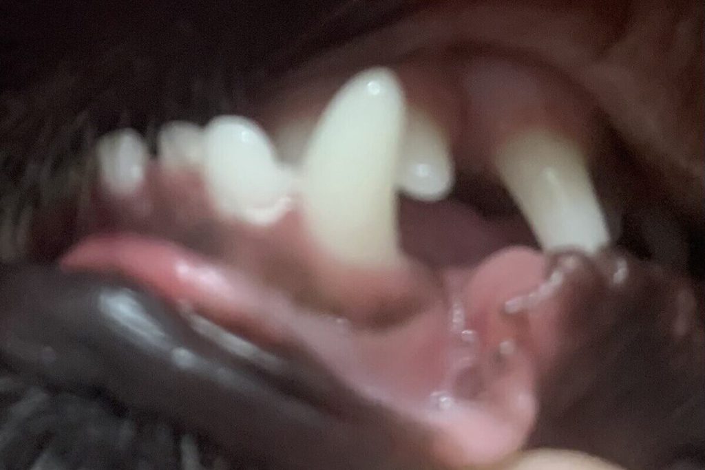 Attacco di cani randagi a Voronež: le conseguenze per la sicurezza pubblica e l&#039;amministrazione locale