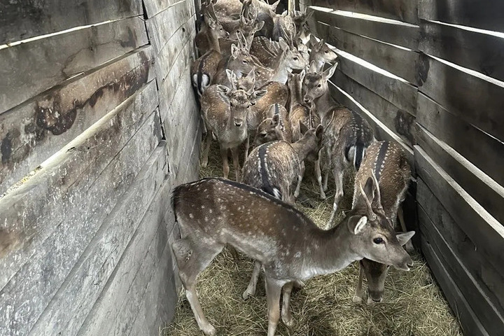 В природу под Горячим Ключом выпустили 15 европейских ланей