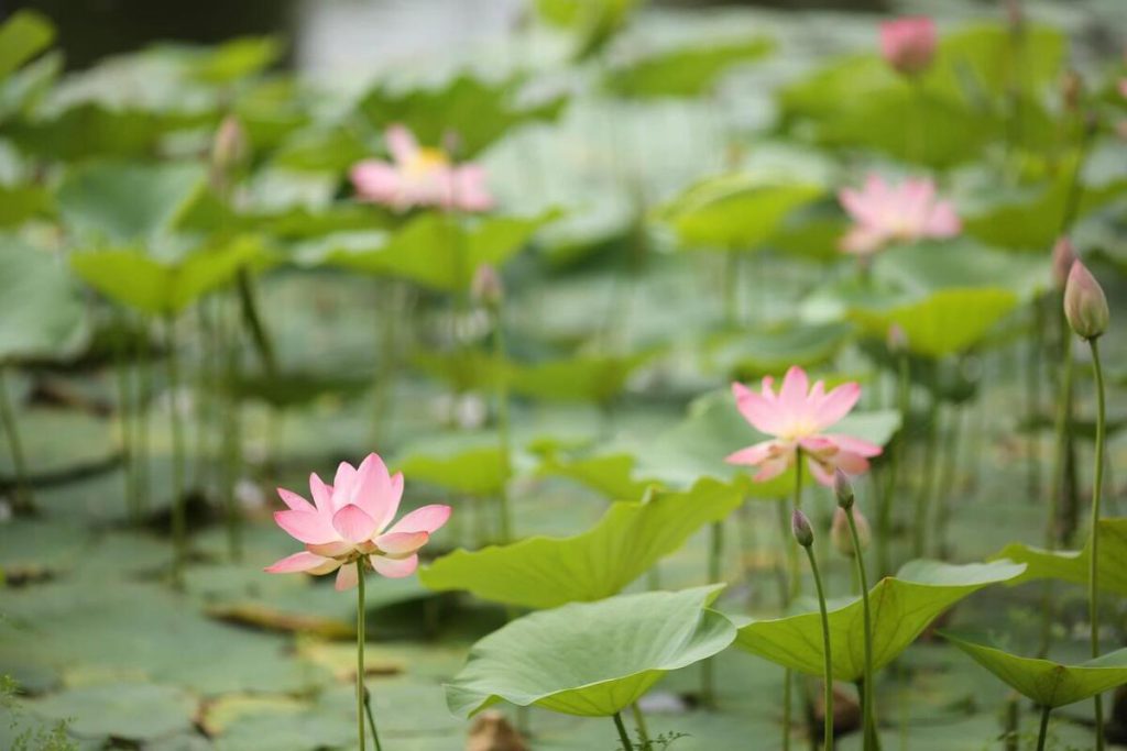 Due percorsi nella regione di Volgograd entrano a far parte dell&#039;Atlante federale dei viaggi russi, promuovendo il turismo e lo sviluppo economico locale