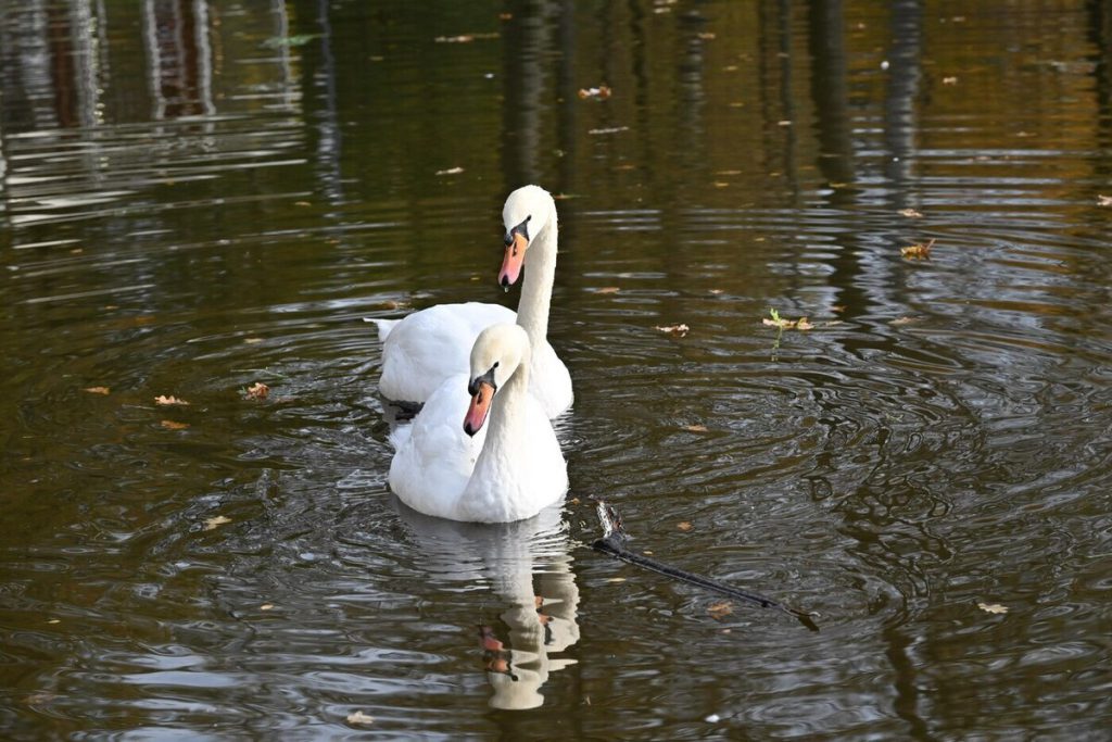 Stesh e Stepa in Vacanza: la Partenza degli Amati Uccelli di Serpukhov e le sue Implicazioni Ambientali