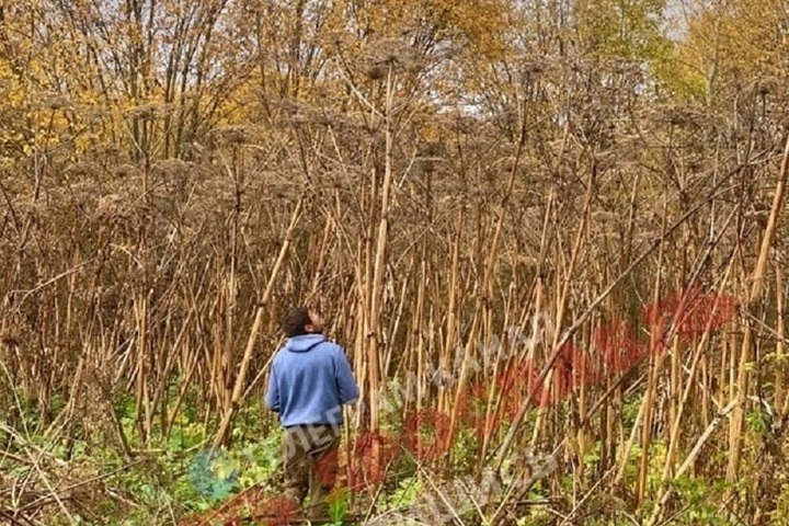 Famiglie numerose di Yaroslavl preoccupate per la presenza di borščevik nei lotti di terra assegnati