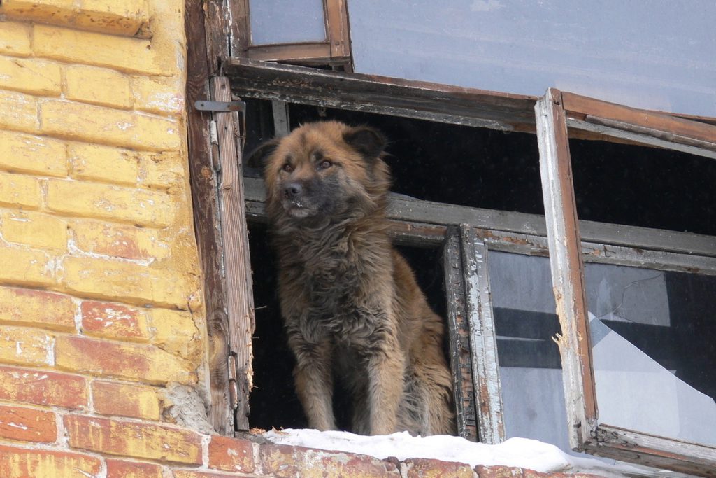 Петербург взял на контроль здоровье бездомных животных